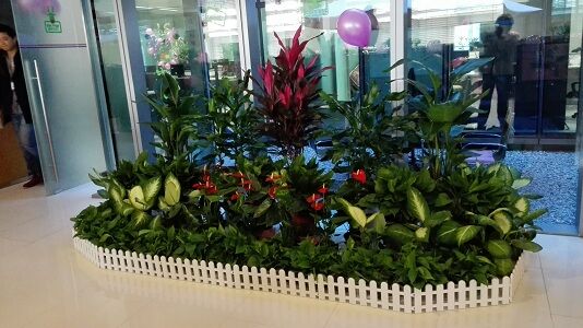 金华植物租赁